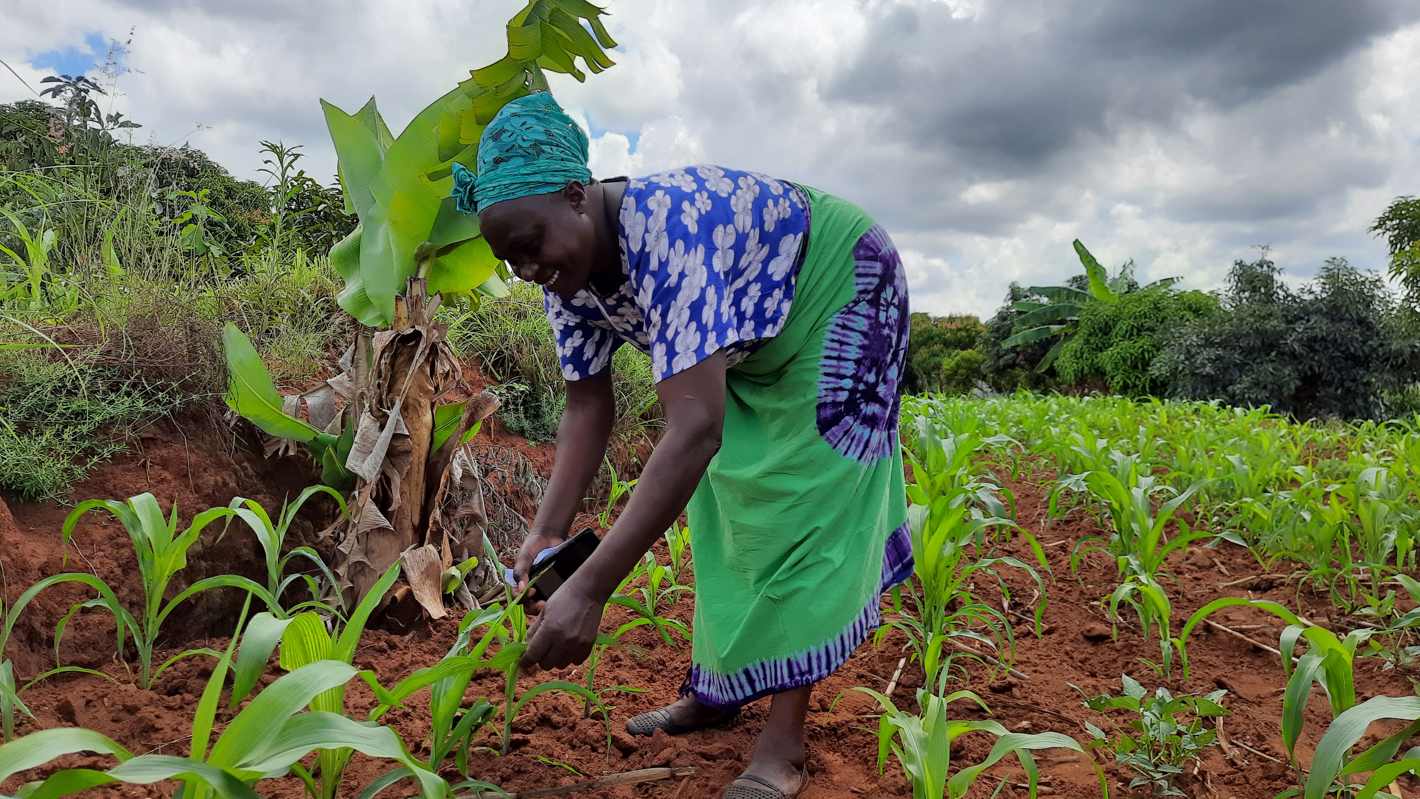 Mrs. Ruth Ndunge Mutunga, a pawpaw smallholder farmer from Muwa Ward in Machakos Subcounty