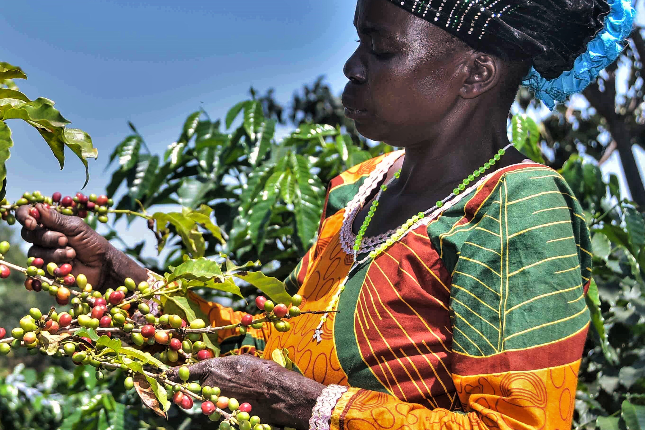 InfoPoint conference: Insights into the coffee supply chain. A multifaceted reality