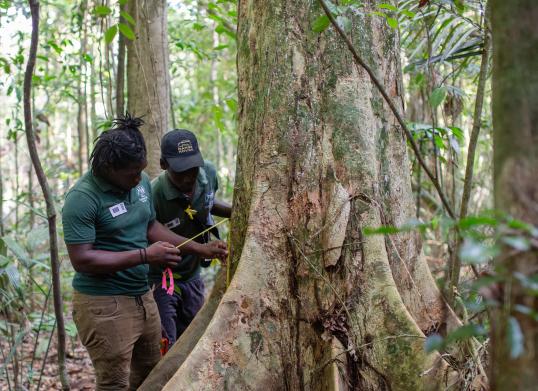 Suriname forest rangers