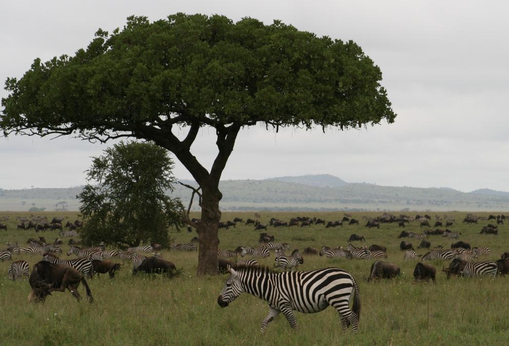 caption-serengeti-national-park-credit-christine-mentzel-biopama.jpg