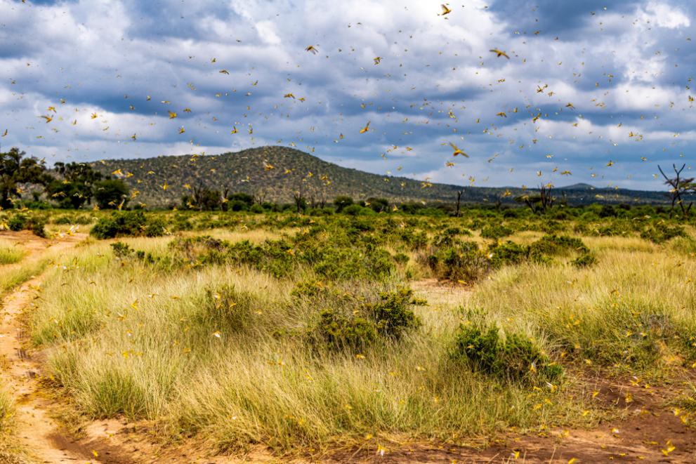 Samburu landscape swarmed by destructive Desert Locusts