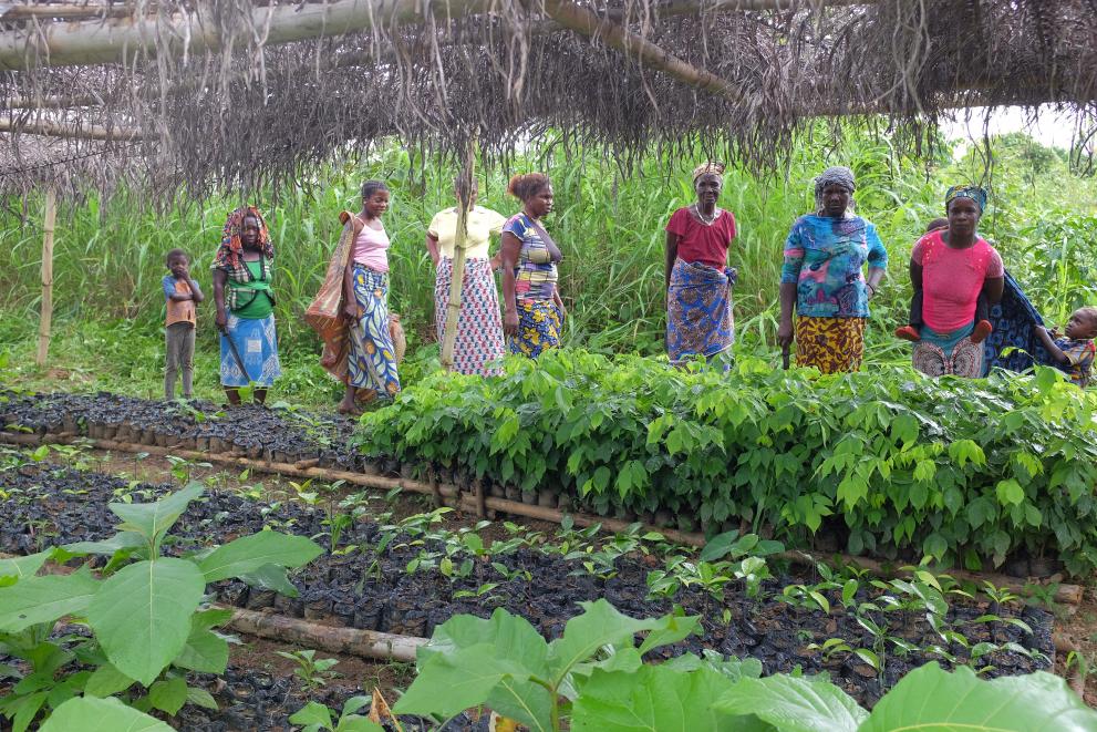 Côte d'Ivoire cocoa planting