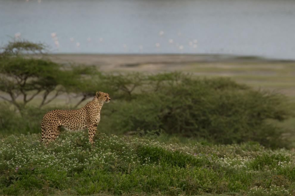 Women Turn To Beekeeping And Preserve Wildlife In Tanzania - European ...