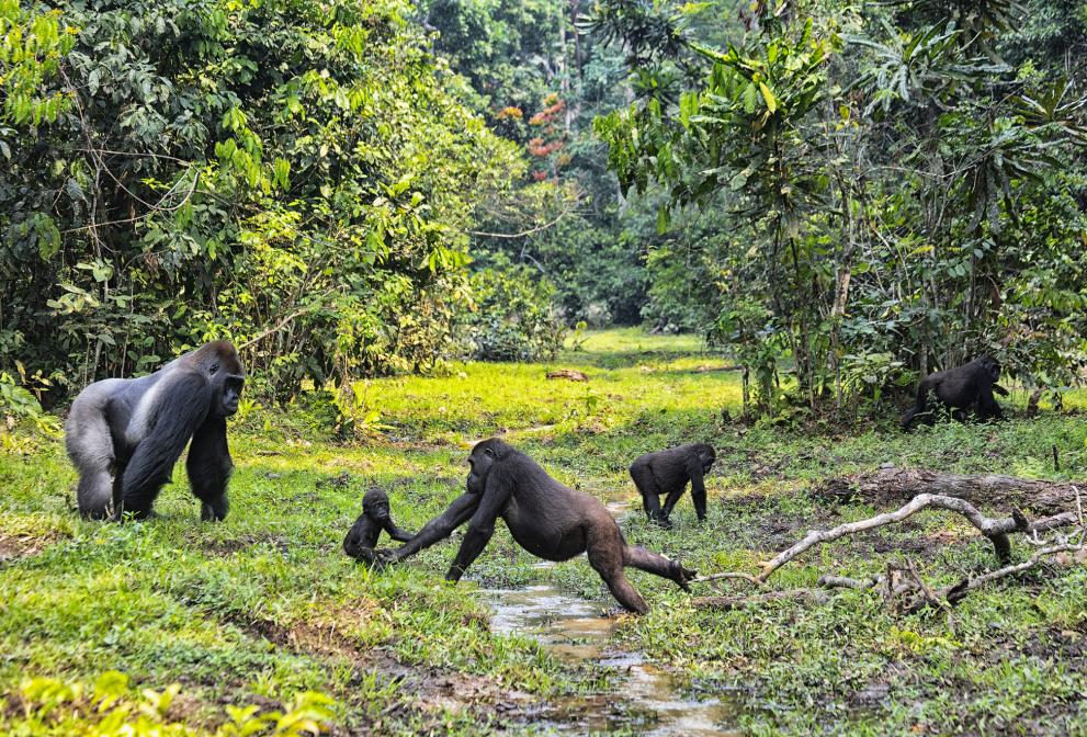 Gorillas Dzanga Sangha protected area