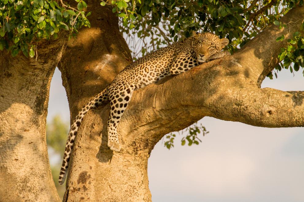 Leopard in tree