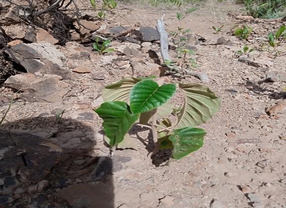 Progress on Croton tree planted November 2019
