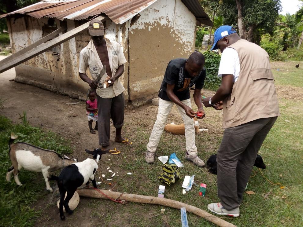Les techniciens vétérinaires de l’ONG COOPI déparasitent des caprins