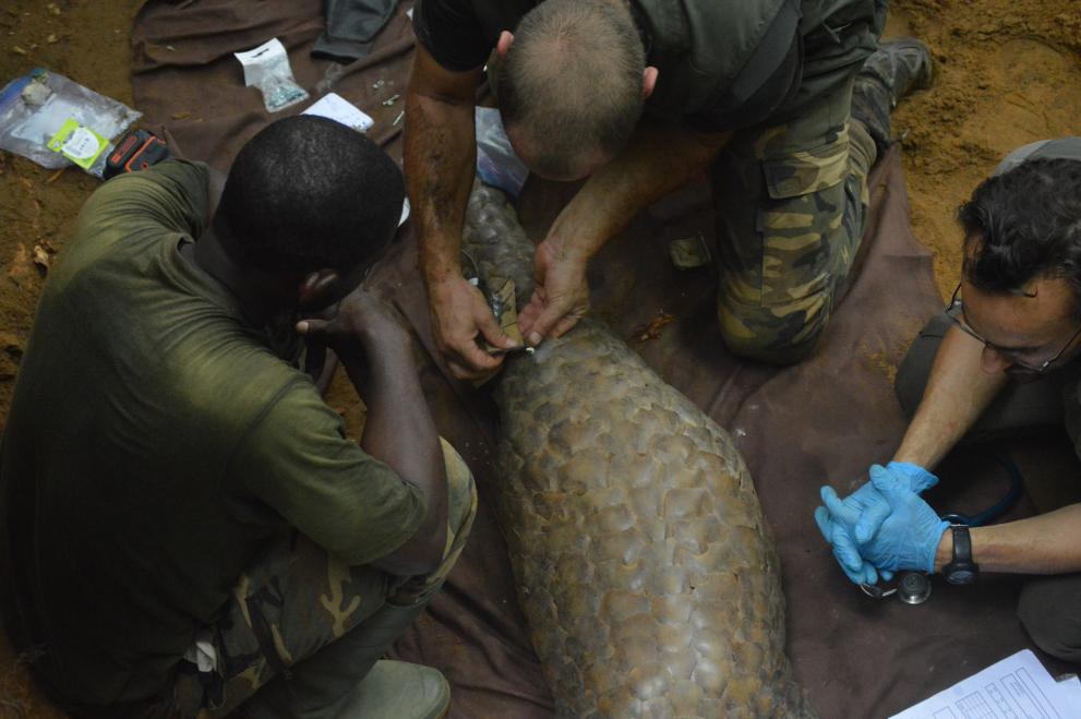 Scientists gather information on the pangolin of Lopé forest, Gabon