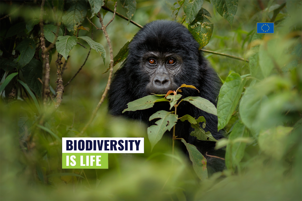 biodiversity-is-life-web-news.png