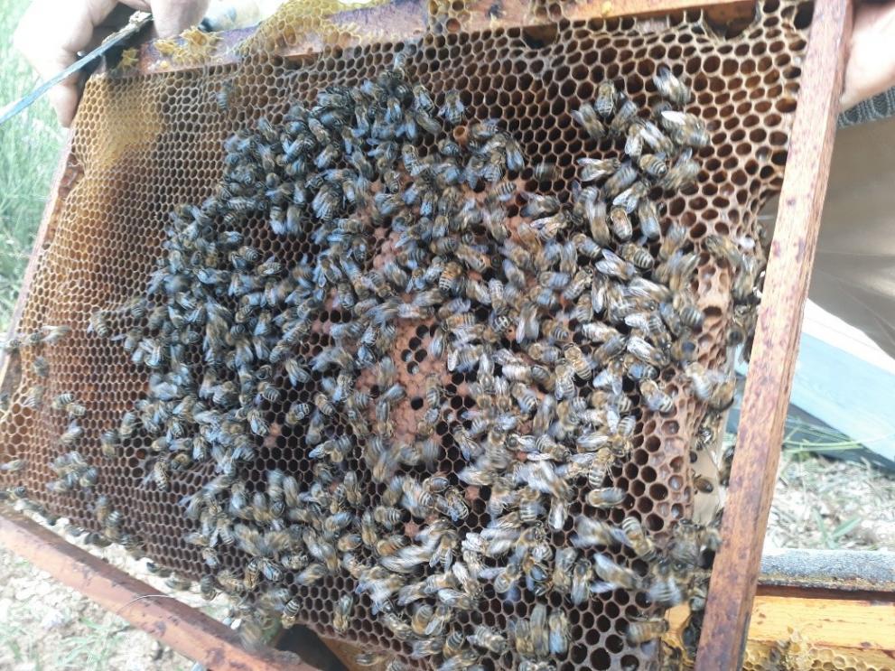 Des abeilles produisant du miel