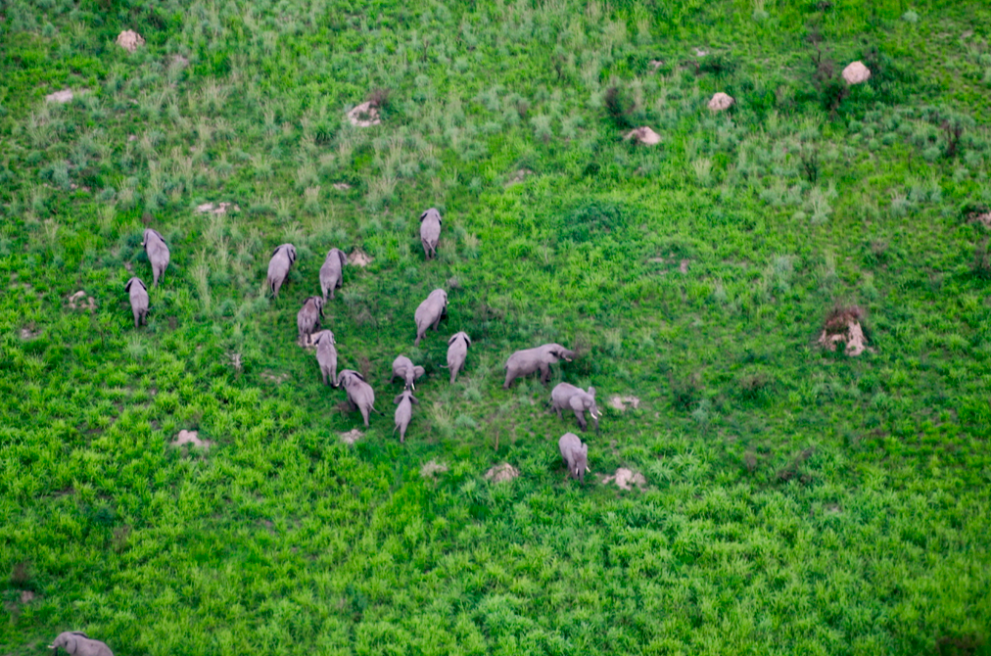 Return of elephants in Virunga National Park