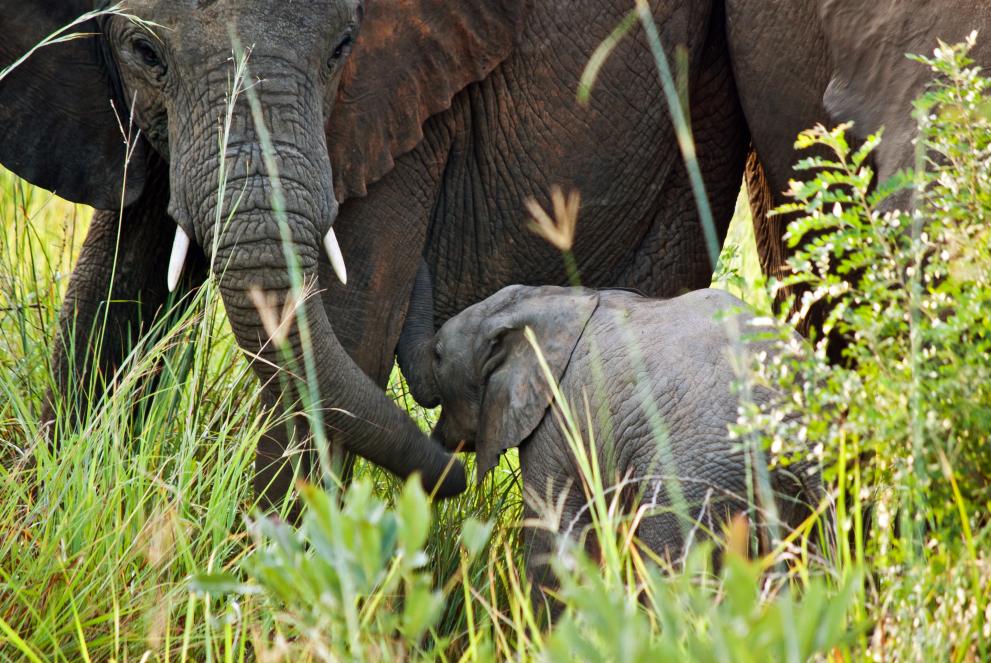 Virunga elephants