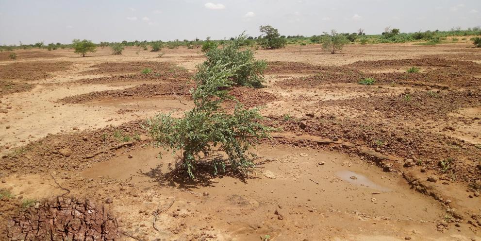 Regreening Africa App - monitoring land restoration