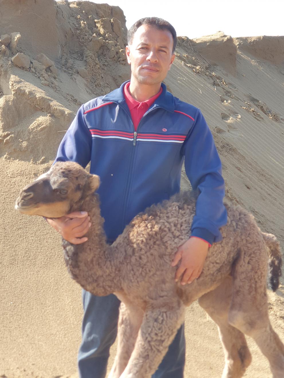 Polat's camel farm