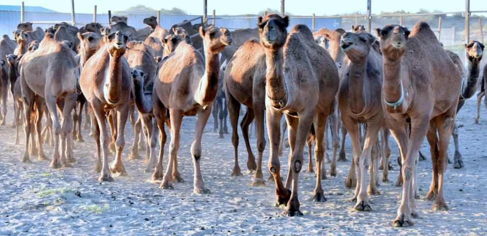 Camels in Polat's farm