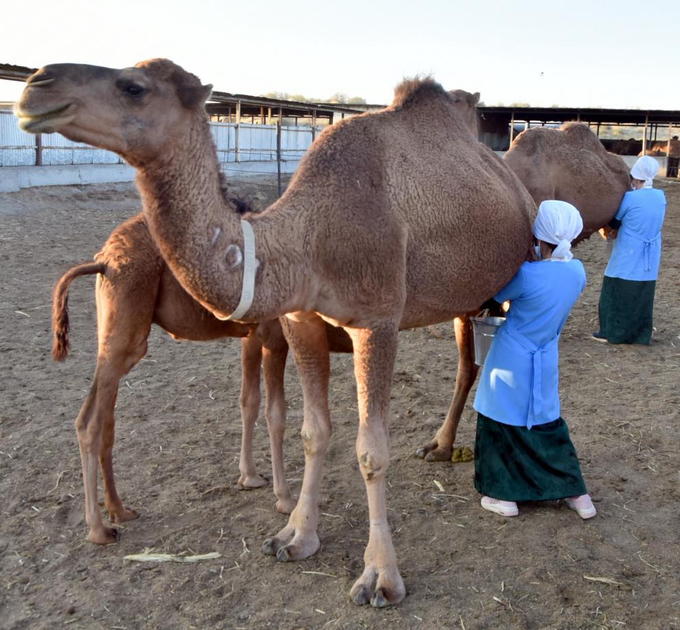 Polat's camel farm