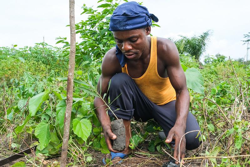 A charcoal producer plants an acacia tree in his field