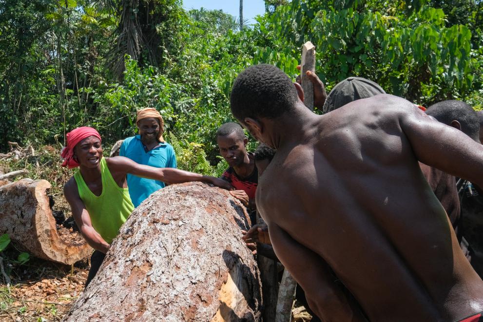 Alphonse Selemani and other charcoal makers recover a fallen tree for makala