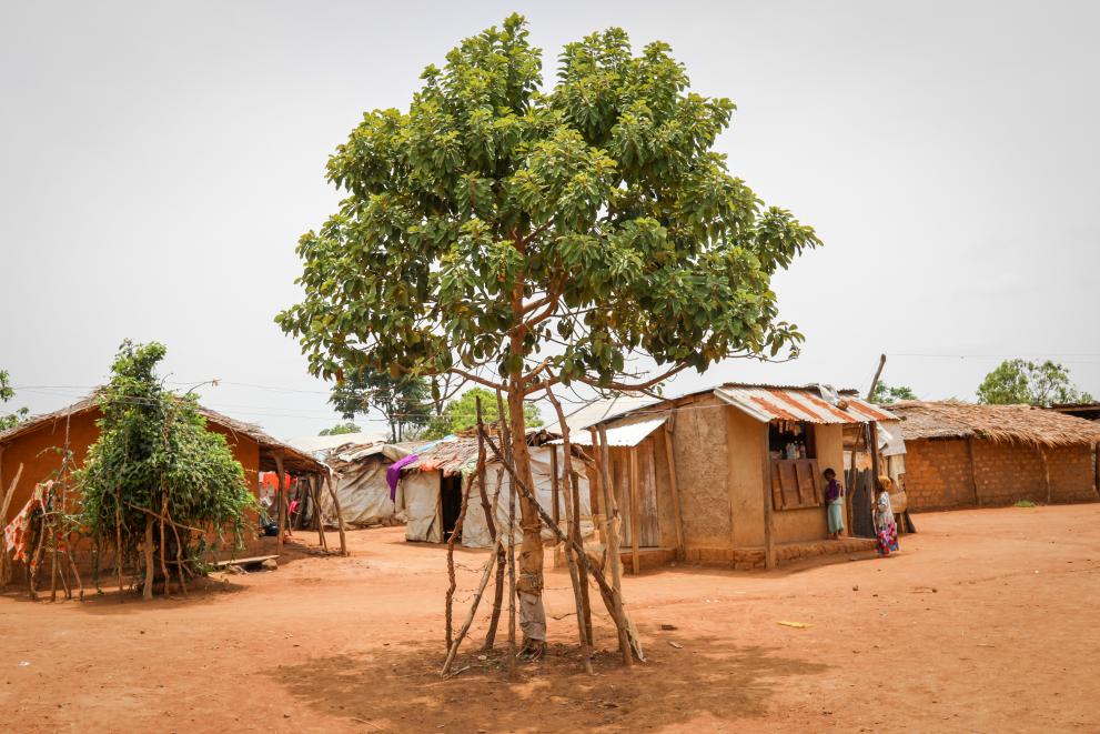 Young trees in Gado-Bazeéré refugee camp