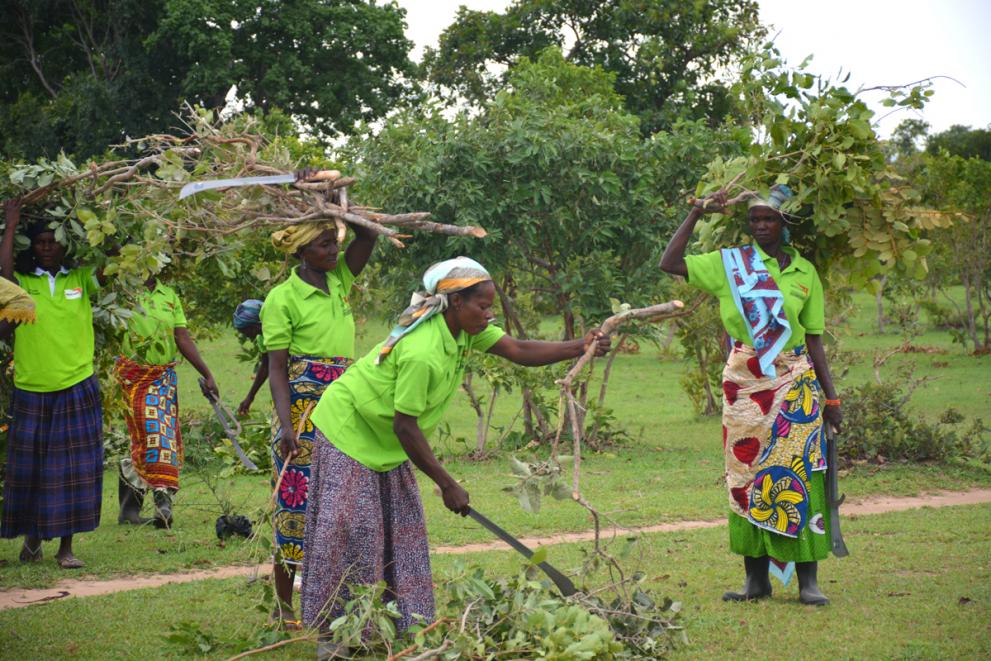 regreening-project-female-farmers-collecting-firewood-world-vision-ghana-jason-amoo.jpg
