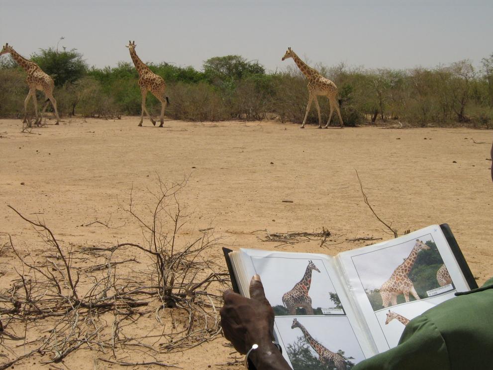 Monitoring giraffes in Niger.