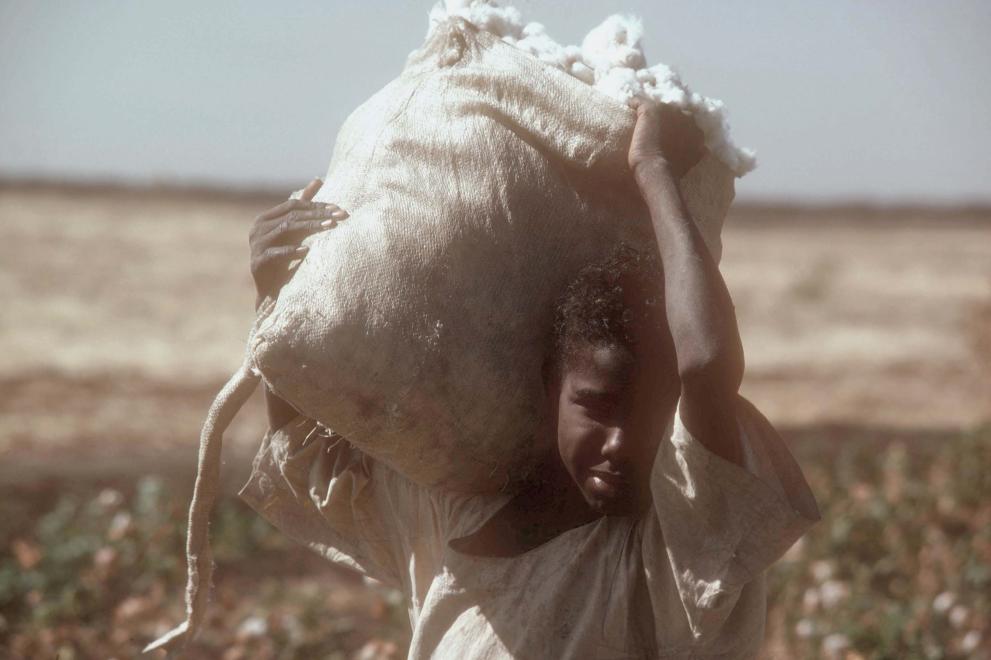 Child working in a cotton field in Sudan.