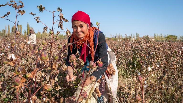 Cotton picker in Uzbekistan.