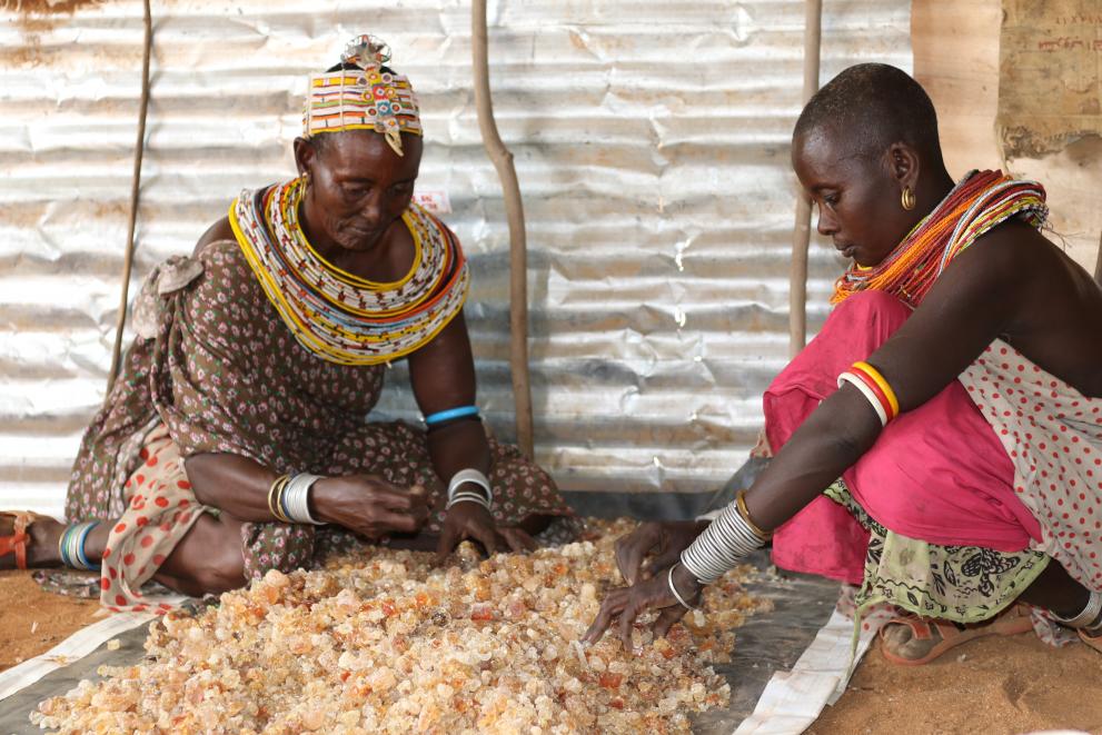 Ngulisia Arabolia and another collector, Ntooshwa Hanu sort gum arabic at Ndikir village, Marsabit County.