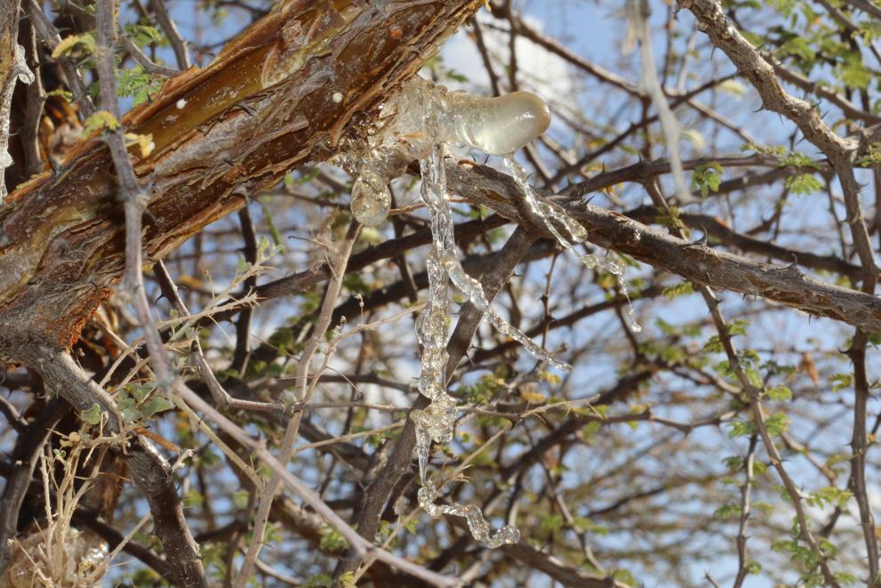 Tapped Gum Arabic ready for collection on an Acacia Senegal tree in Marsabit County.