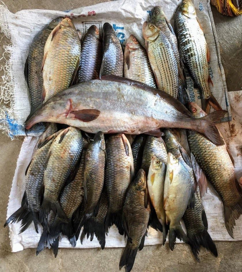 Fish catches from Zambezi river for subsistence and commerce
