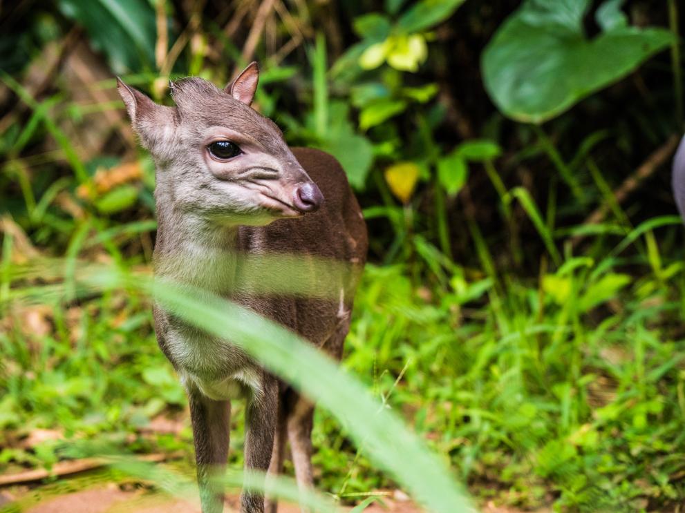 A deer in a forest in the Congo