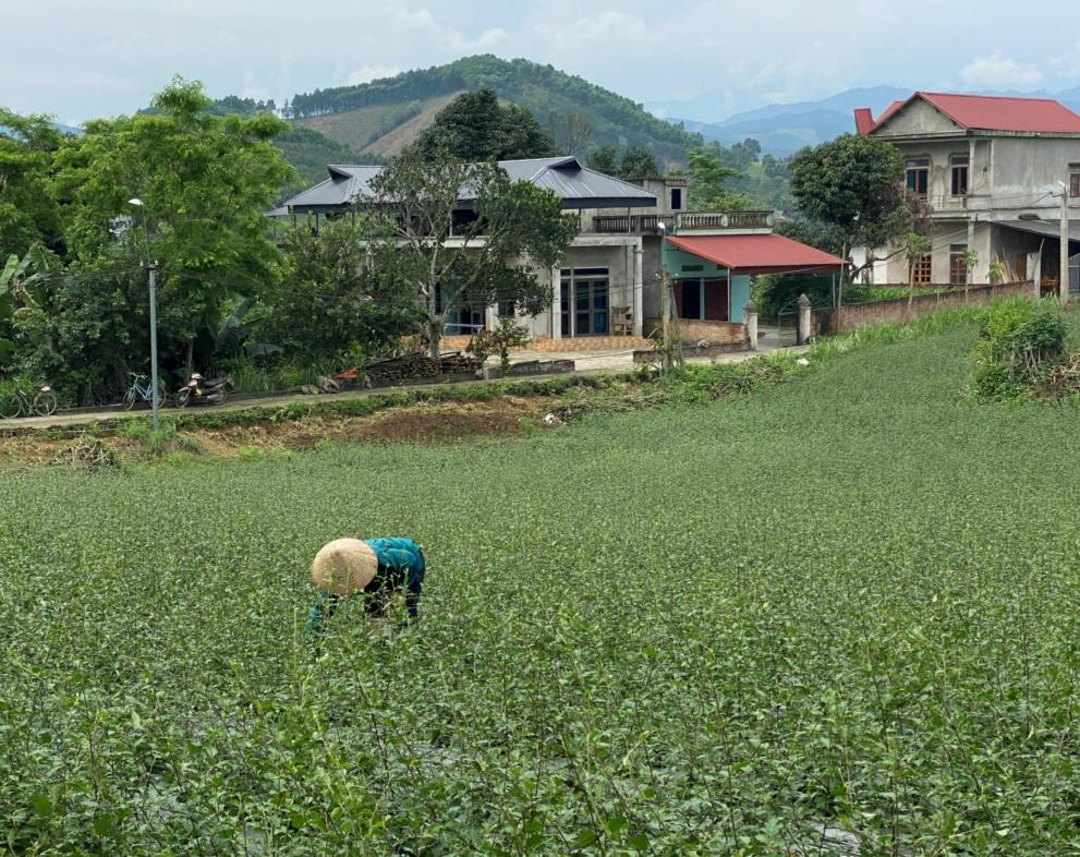 A person collecting herbs in the middle of a herb field, houses in the background