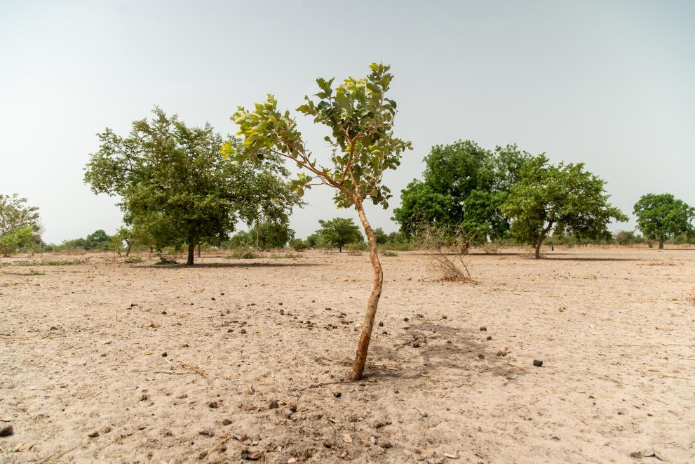 Trees pushing through from agricultural land in Senegal