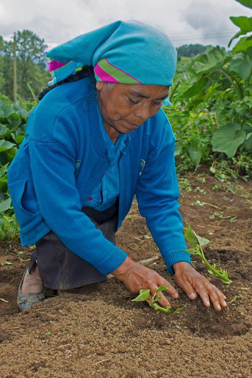 Indigenous lenca woman sowing sweet potatoes in soil bed. Monte Panina, Intibucá, Honduras