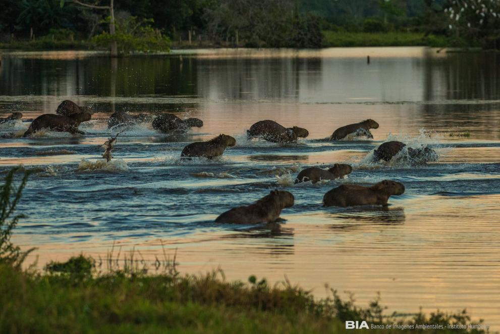 EU delivers on its global financing commitments to protect nature at COP 16