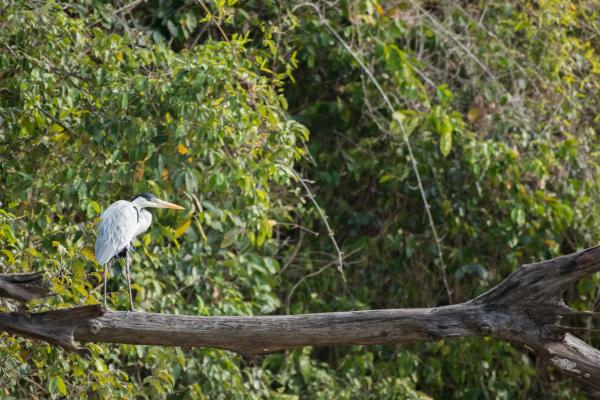 Sustainable wildlife management in the Rupununi, Guyana