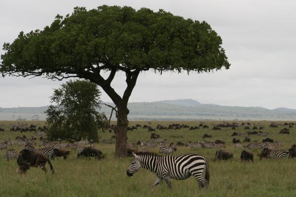 Animals and a big tree in the Serengeti national park
