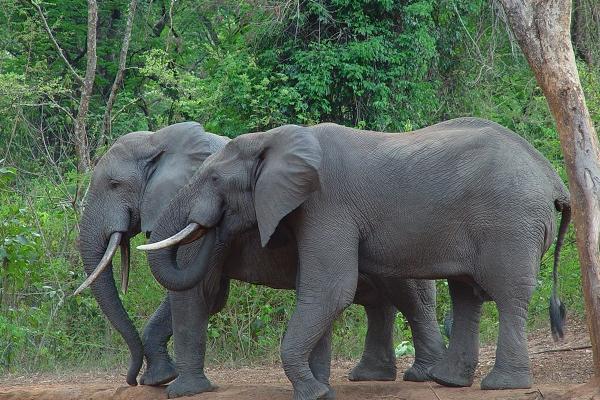 Elephants walking in the Bamingui-Bangoran National Park