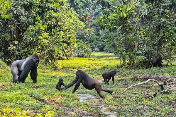 Gorillas Dzanga Sangha protected area