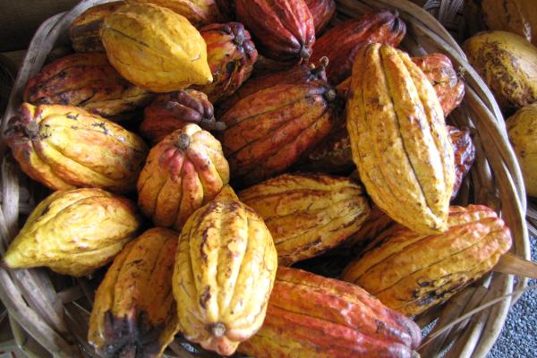 Achieving sustainability in the cocoa sector. The shared load of private and public policies