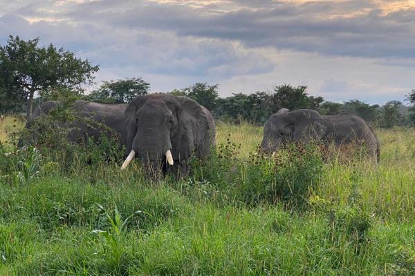 Savanna elephant in Virunga National Park