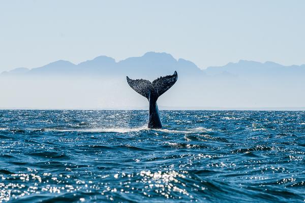 oct-image-shutterstock-seascape-with-whale-tail.jpg