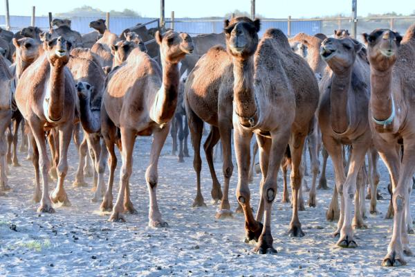 Camels in Polat's farm
