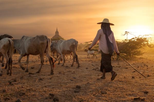 A person walking behind livestock at sunrise in Myanmar