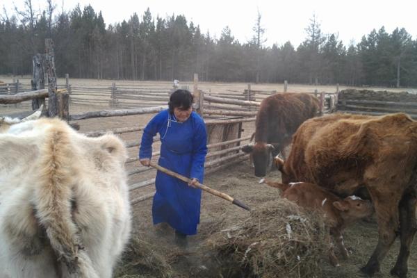 A woman working in the middle of farm animals
