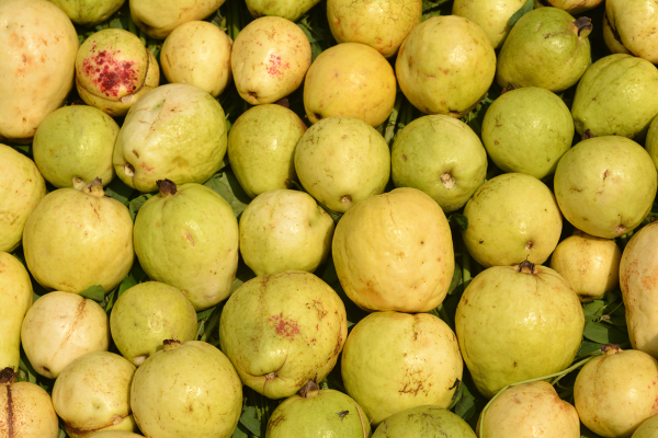Yellow Guava fruit collage