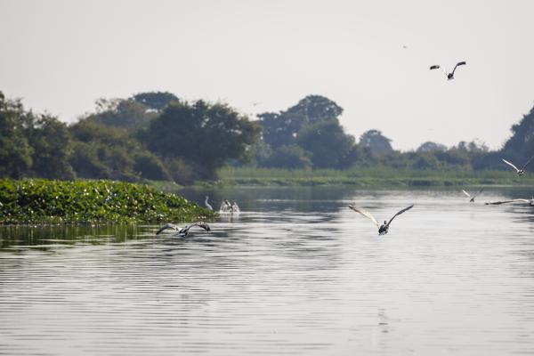 Tonlé Sap Lake Biodiversity